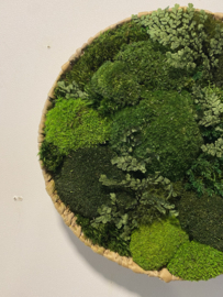 Mosschaal/schilderij -  Mos Landschap
