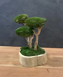 Naturel houten schaal met mosboompje (1.4)