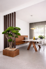 Mosboom - Mos Bonsai - XXL (1)