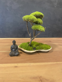 Mosboom - Mos Bonsai medium  (3)
