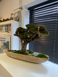 Robuust bootvormige schaal met xxl mosboom