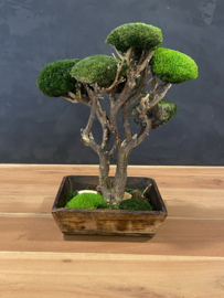 Bijzondere moss Tree