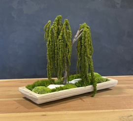 Mosboom - Amaranth Mosboom - medium (3)
