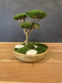 Mosboompje - Medium - houten schaal