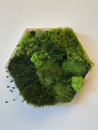 Mosschilderij - mini hexagon