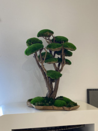 Mosboom - Mos Bonsai - XXL (1)