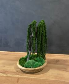 Houten schaal met Amaranth boompje