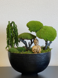 Boedha in Moss Forest