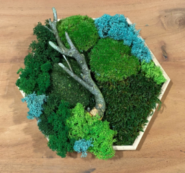 Mosschilderij / zeshoek (5.0)