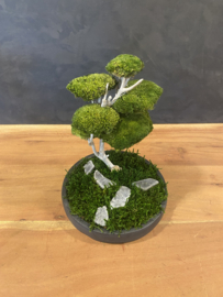Mosboompje - Medium - zwart betonnen schaal