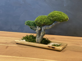 Houten schaal met mosboom (1)