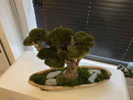 Robuust bootvormige schaal met xxl mosboom