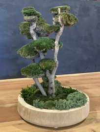 Mosboom - Mos Bonsai - ronde houten schaal