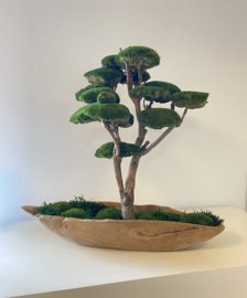 Mosboom - Mos Bonsai - XL (1)