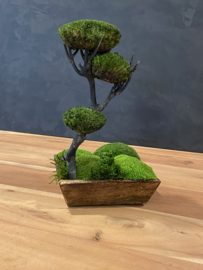 Mos tree