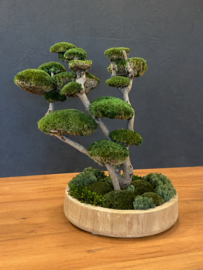 Mosboom - Mos Bonsai - ronde houten schaal