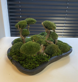 Organische schaal Mosboompjes (zwart)