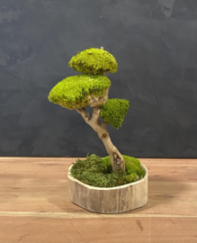 Naturel houten schaal met mosboompje  (1.5)