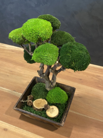 Bijzondere moss Tree