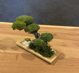 Houten schaal met mosboom (1)
