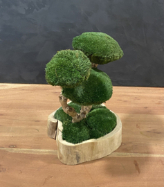 Naturel houten schaal met mosboompje (1.4)