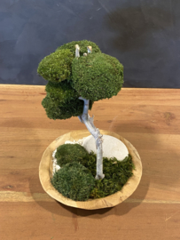 Mosboompje - Mos Bonsai small