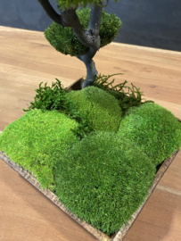 Mos tree