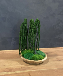 Houten schaal met Amaranth boompje