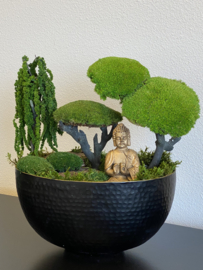 Boedha in Moss Forest
