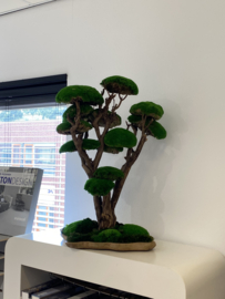 Mosboom - Mos Bonsai - XXL (1)