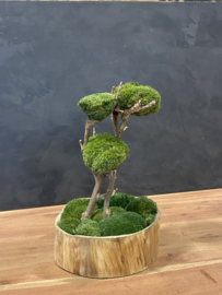 Naturel houten schaal met mosboompje  (1.3)