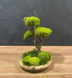 Naturel houten schaal met mosboompje (1.2)