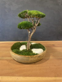 Mosboompje - Medium - houten schaal