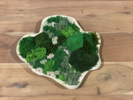 Mosschilderij/schaal