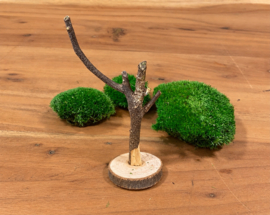 DIY Mosschaal met boompjes (1)