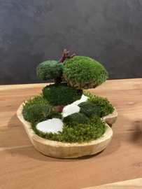 Organische schaal met mos boompje