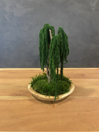 Mosboompje - Amaranth - small