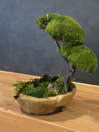 Kleine organische schaal met boom