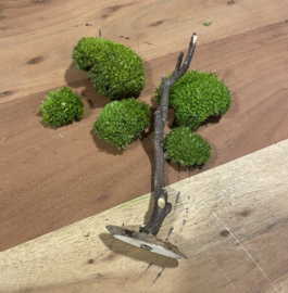DIY Mosschaal met boompjes (2)
