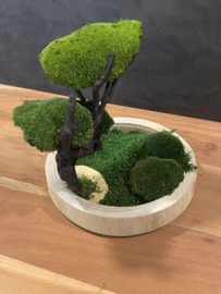Ronde naturel houten schaal met mos boompje