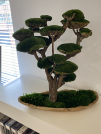 Mosboom - Mos Bonsai - XXL (2)