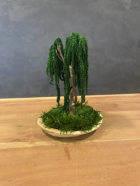 Mosboompje - Amaranth - small