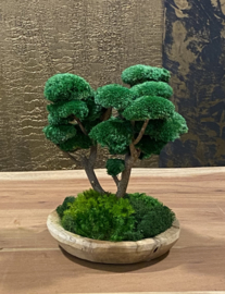 Naturel houten schaal met mosboompje