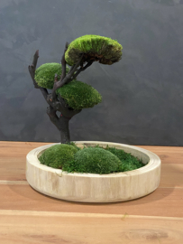 Ronde naturel houten schaal met mos boompje