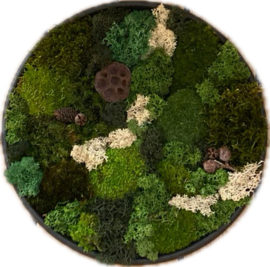 Mosschilderij / rond (7)
