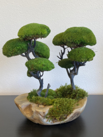 Moss Forest