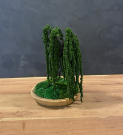 Houten schaal met Amaranth boompje