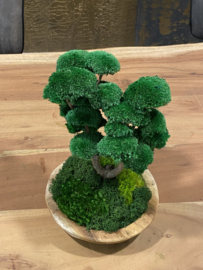 Naturel houten schaal met mosboompje
