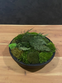 Keramieken mos schaal