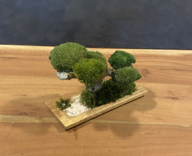 Houten schaal met mosboom (1)